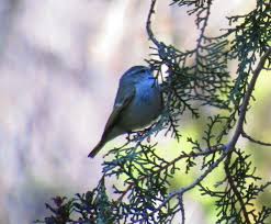 Image result for Phylloscopus humei