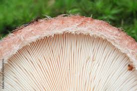 Attēlu rezultāti vaicājumam “Lactarius torminosus”