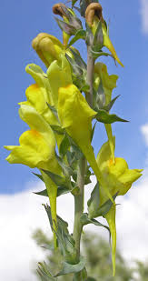Attēlu rezultāti vaicājumam “Linaria loeselii flower”