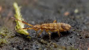 Attēlu rezultāti vaicājumam “Orchesella flavescens”