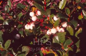 Attēlu rezultāti vaicājumam “Gaultheria cuneata”