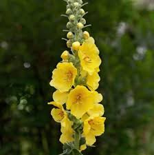 Attēlu rezultāti vaicājumam “Verbascum densiflorum”
