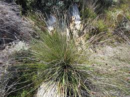 Attēlu rezultāti vaicājumam “Schoenus ferrugineus flower”