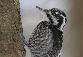 Attēlu rezultāti vaicājumam “Picoides tridactylus”