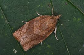 Attēlu rezultāti vaicājumam “Pandemis cinnamomeana”