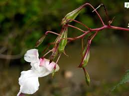 Attēlu rezultāti vaicājumam “Impatiens glandulifera”