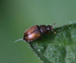 Attēlu rezultāti vaicājumam “Nitidulidae”