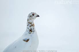 Attēlu rezultāti vaicājumam “Lagopus lagopus female”