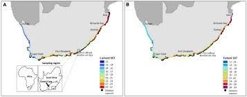 Image result for Diplodus capensis