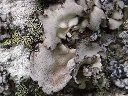 Attēlu rezultāti vaicājumam “Dermatocarpon miniatum”