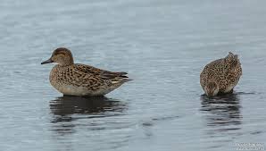 Attēlu rezultāti vaicājumam “Anas crecca”