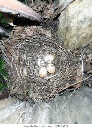 Attēlu rezultāti vaicājumam “Erithacus rubecula eggs”