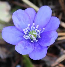 Attēlu rezultāti vaicājumam “Hepatica nobilis leaf”