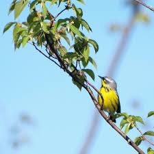 Image result for Dendroica magnolia