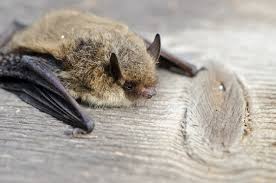 Attēlu rezultāti vaicājumam “Pipistrellus nathusii”
