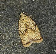 Attēlu rezultāti vaicājumam “Acleris forsskaleana”