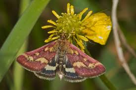 Attēlu rezultāti vaicājumam “Pyrausta aurata”