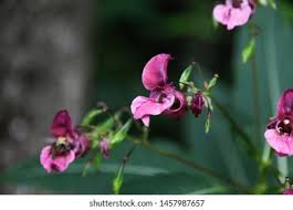 Attēlu rezultāti vaicājumam “Lathyrus tuberosus flower”
