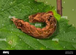 Attēlu rezultāti vaicājumam “Thyatira batis larva”