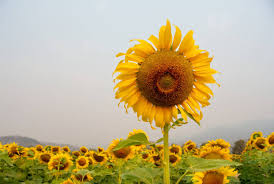 Image result for Sonnenblume