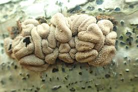 Attēlu rezultāti vaicājumam “Encoelia furfuracea”