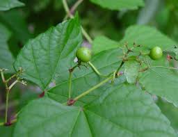 Attēlu rezultāti vaicājumam “Ampelopsis glandulosa var. brevipedunculata”