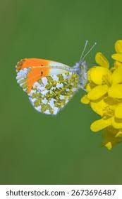 Attēlu rezultāti vaicājumam “Anthocharis cardamines male”