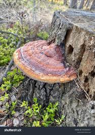 Attēlu rezultāti vaicājumam “Phellinus tremulae”