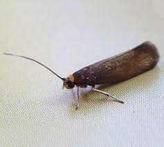 Attēlu rezultāti vaicājumam “Roeslerstammia erxlebella”