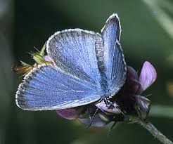 Attēlu rezultāti vaicājumam “Maculinea alcon underside”