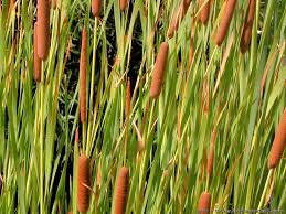 Attēlu rezultāti vaicājumam “Typhaceae”