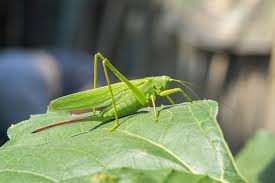 Attēlu rezultāti vaicājumam “Stethophyma grossum”