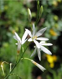 Attēlu rezultāti vaicājumam “Anthericum ramosum”