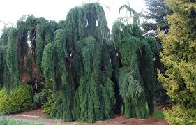 Attēlu rezultāti vaicājumam “Pseudotsuga menziesii var. glauca”