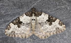 Attēlu rezultāti vaicājumam “Xanthorhoe fluctuata”