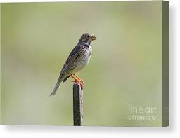 Image result for Emberiza calandra