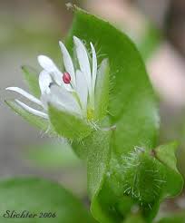 Attēlu rezultāti vaicājumam “Stellaria crassifolia”