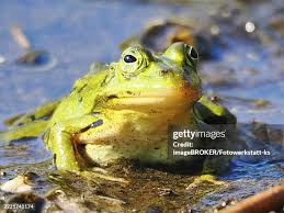 Attēlu rezultāti vaicājumam “Pelophylax”