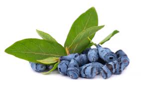 Attēlu rezultāti vaicājumam “Lonicera caerulea var. pallasii fruit”