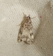 Attēlu rezultāti vaicājumam “Eudonia lacustrata”