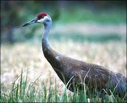 Attēlu rezultāti vaicājumam “Gruiformes”
