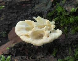 Attēlu rezultāti vaicājumam “Antrodiella semisupina”