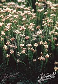 Attēlu rezultāti vaicājumam “Antennaria dioica leaf”