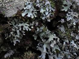 Attēlu rezultāti vaicājumam “Hypotrachyna sp.”