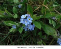 Attēlu rezultāti vaicājumam “Myosotis laxa subsp. baltica”