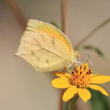 Attēlu rezultāti vaicājumam “Athelia pyriformis”