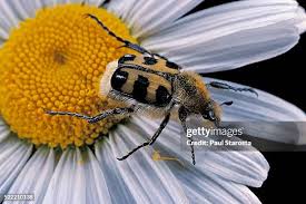 Attēlu rezultāti vaicājumam “Trichius fasciatus”