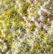 Attēlu rezultāti vaicājumam “Racomitrium canescens sporophyte”