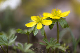 Attēlu rezultāti vaicājumam “Eranthis hyemalis flower”