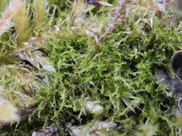 Attēlu rezultāti vaicājumam “Cephaloziella hampeana”